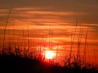 Close-up silhouette of sea oats and beach grass against a brilliant orange sunrise in Emerald Isle, North Carolina. Coastal morning light at the dunes on the Crystal Coast © Daniel Price