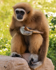 Obraz premium Lar Gibbon, also known as a white-handed gibbon, which is a species of small ape found in the tropical rainforests of Southeast Asia