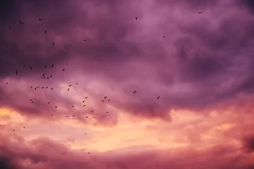Selbstklebende Fototapeten Hochrot Flock of birds flying across dramatic purple and orange sunset sky with heavy clouds, atmospheric nature background symbolizing freedom, change, and migration.  © Bits and Splits