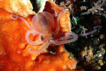 Striking Portrait of a Juvenile Callistoctopus Macropus aka Octopus aka Pinnoctopus on orange briozoa Sardinia, Italy © antasfoto