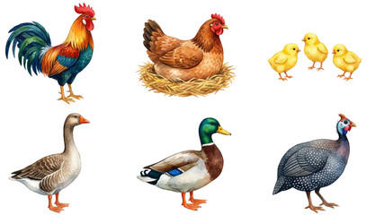 watercolour collection of farm poultry like rooster hen and wild mallard duck (anas platyrhynchos)