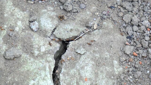 Red Ant Crawling on Ground Close Up &ndash; Macro Insect Wildlife Scene. Macro Shot of Red Ant Walking on Surface. Red Ant in Natural Habitat.