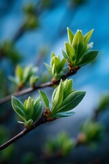 Obraz premium Emerging green buds and leaves symbolize renewal and spring, ideal for eco-friendly, wellness, and seasonal marketing in natural or botanical contexts