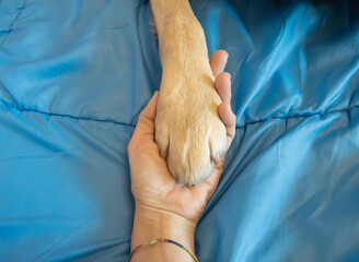 Human Hand Holding Dog Paw on Blue Blanket Background