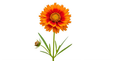 Naklejka premium Vibrant orange flower with a small insect on its stem, isolated on transparent background