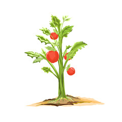 tomato plants bear ripe fruit in the ground without a background