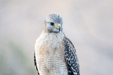 Fototapeta premium red shouldered hawk closeup portrait with clean background