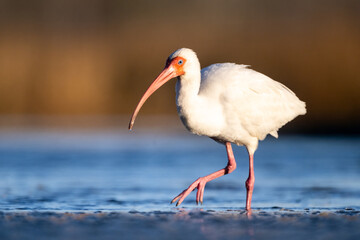 white ibis standing water at sunrise with beautiful background