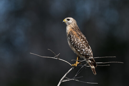 red tailed hawk perched on branch with clean dark background