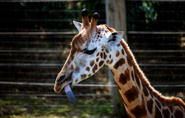 Obraz premium Giraffe (Giraffa camelopardalis)