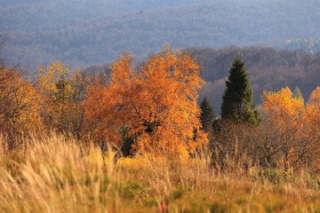 autumn in the bieszczady mountains © uranos1980