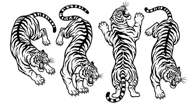 Four tigers in different poses, illustrated in black and white, showcasing their dynamic movements.