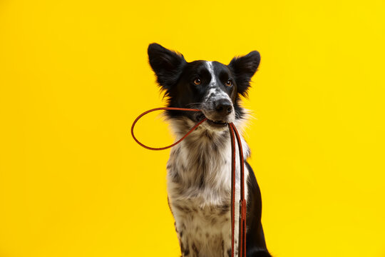 Cute Border Collie dog holding leash in mouth against yellow background