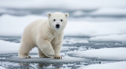 A young polar bear walks on ice floes in the Arctic landscape from a frontal viewpoint