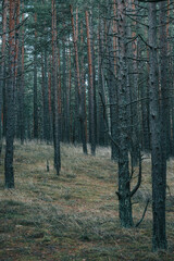 Fototapeta premium pine forest in the morning