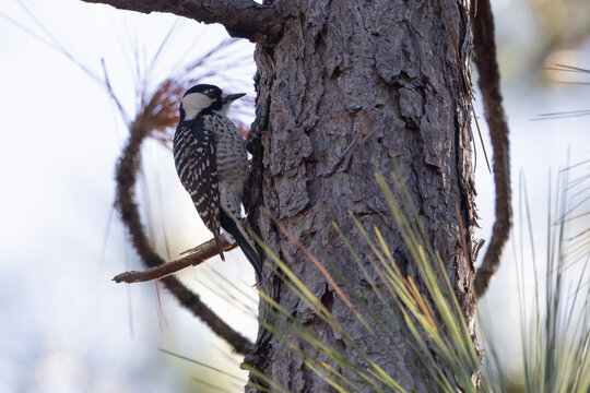 Red-cockaded woodpecker pecking on a pine tree