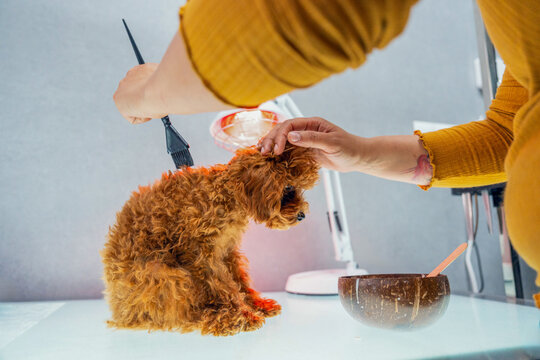 Adorable poodle enjoys cozy grooming under warm lamp