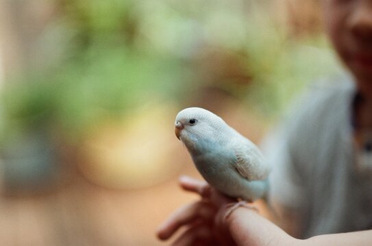 Cute Bird Resting On A Young Boy's Hand.