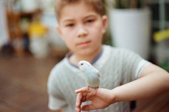 Cute Bird Resting On A Young Boy's Hand.