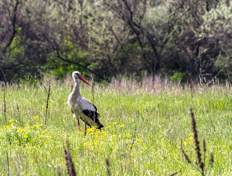 White stork standing in green meadow with wildflowers. Poltava region.