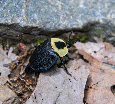 American Carrion Beetle Necrophila americana in the old leaf litter