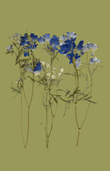 pressed dried blue floral background