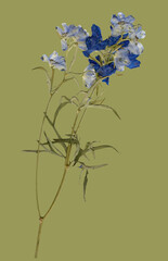 pressed dried blue floral background