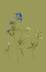 pressed dried blue floral background