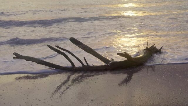 Slow motion of ocean waves on a beach with tree trunk at sunset. 4k, h265, 24 fps, 4:2:2 10 bit (BT709)
