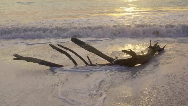 Slow motion of ocean waves on a beach with tree trunk at sunset. 4k, h265, 24 fps, 4:2:2 10 bit (BT709)
