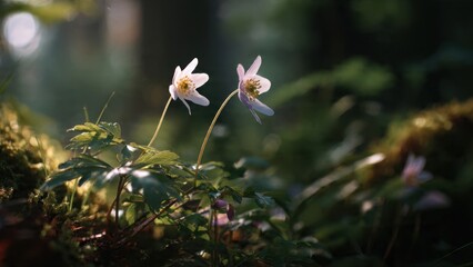 Delicate Wood Anemone Flowers in Spring Sunlight