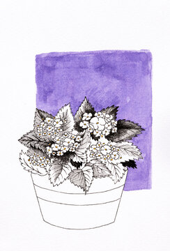 Analog illustration of a Hydrangea plant 