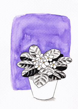 African Violet houseplant floral illustration.