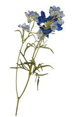 Pressed dried blue flowers png cutout