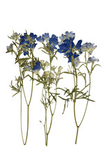 Pressed dried blue flowers png cutout