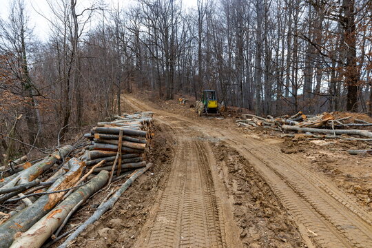 Heavy machinery on a muddy logging road in a mountainous beech forest in early spring.
