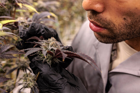 Man examines cannabis bud with gloved hands.