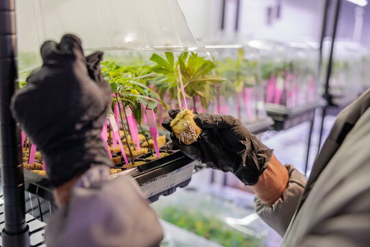 Gloved hands inspect cannabis clones with roots in a nursery.