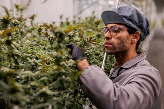 Worker inspecting cannabis plants in a greenhouse.