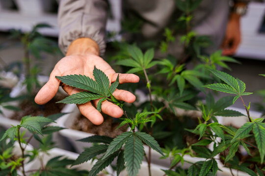 Hand inspecting cannabis plants in an indoor grow operation