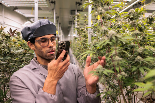 Man inspects cannabis plants in a grow room with phone.