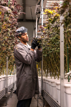 Worker tending to cannabis plants in an indoor grow facility.
