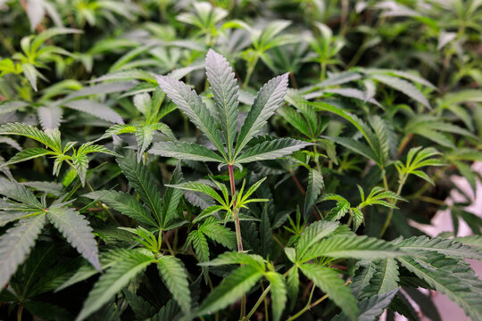 Lush green cannabis plants growing indoors.
