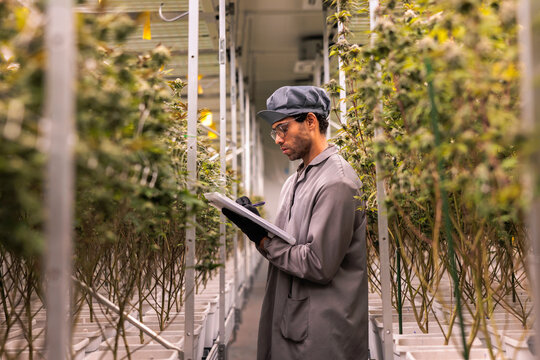 Worker inspects cannabis plants in indoor grow facility.