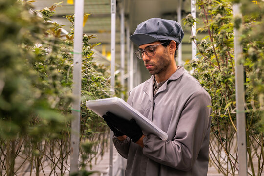 Scientist inspects cannabis plants in indoor grow facility.