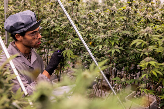 Worker tending to cannabis plants in an indoor grow.