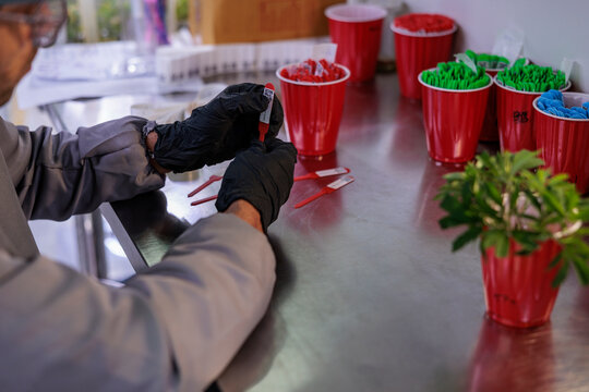 Scientist prepares labeled tools from cups for plant research.