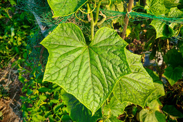 Cucumber plant large green leaf