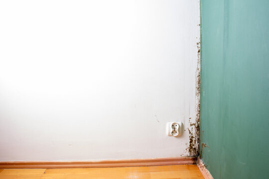 Toxic black mold growth on an indoor wall corner with electrical socket and copy space.