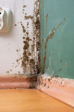 Macro close-up of toxic black mold spores growing on a damp indoor wall corner and baseboard